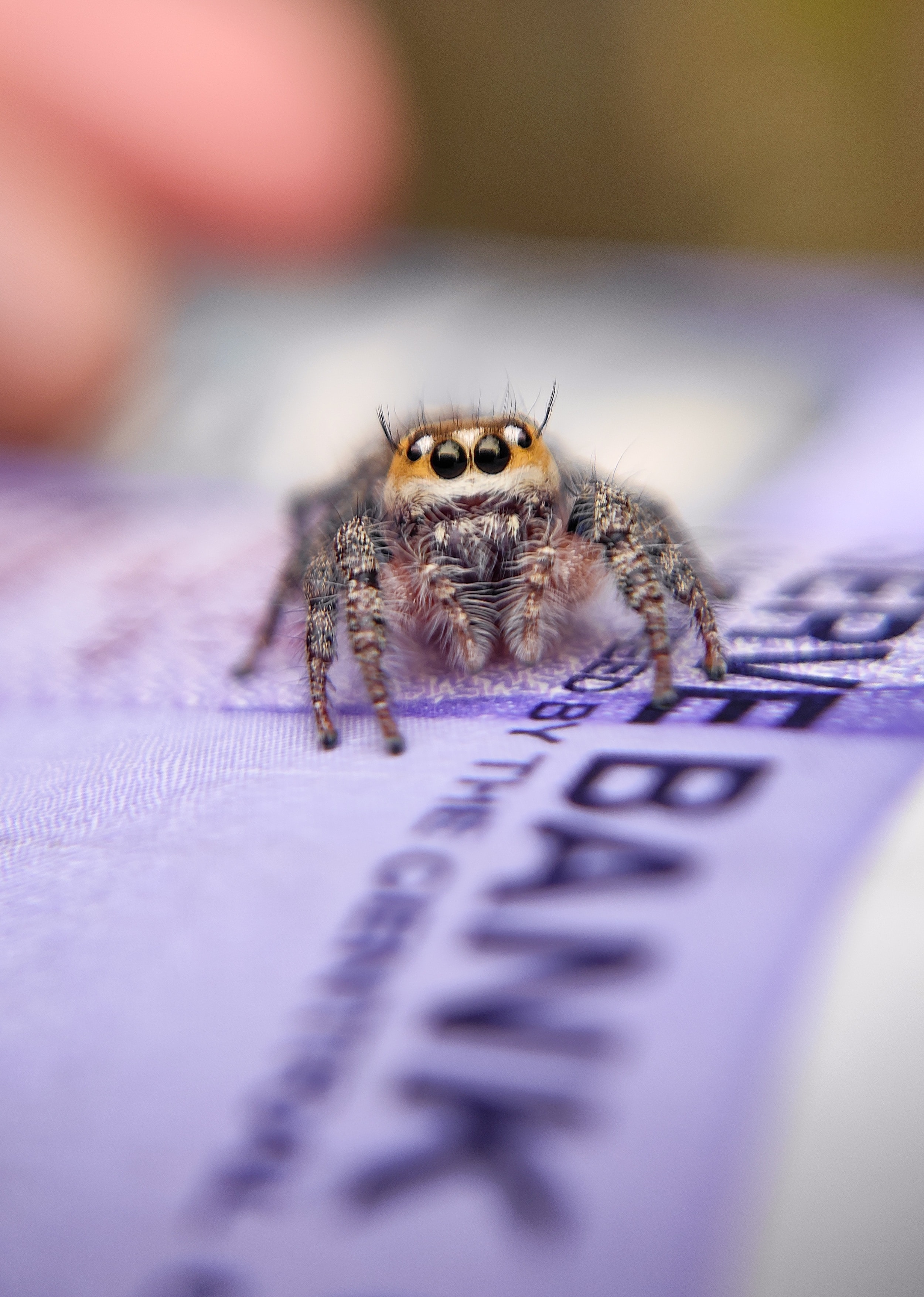 Jumping Spider Help and Advice